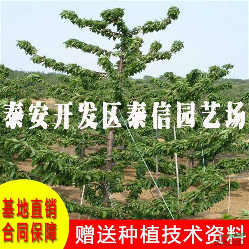 吉塞拉大櫻桃苗價(jià)格 吉塞拉大櫻桃苗基地
