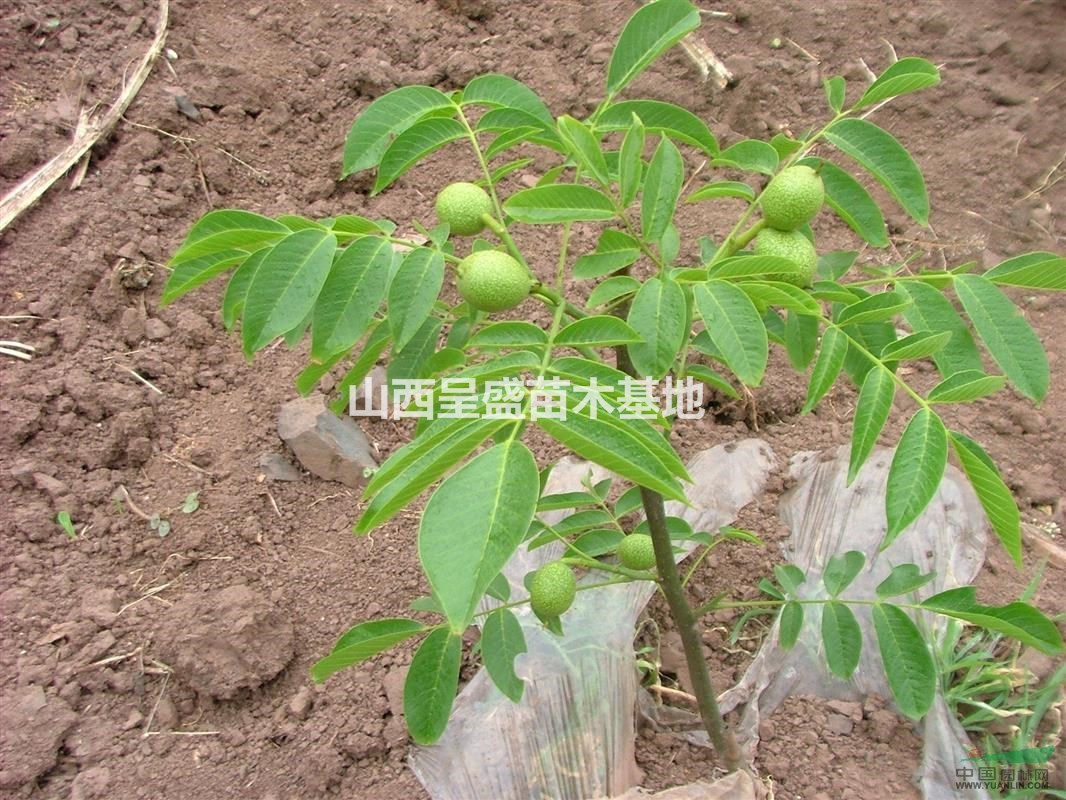 核桃樹苗價(jià)格，哪里出售核桃樹苗，批發(fā)薄皮核桃苗價(jià)格