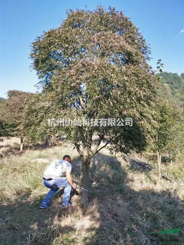 大規(guī)格羽毛楓15/18/20/12公分優(yōu)冠出售