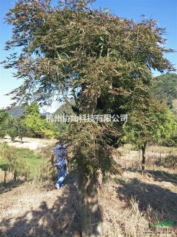 大規(guī)格羽毛楓15/18/20/12公分優(yōu)冠出售