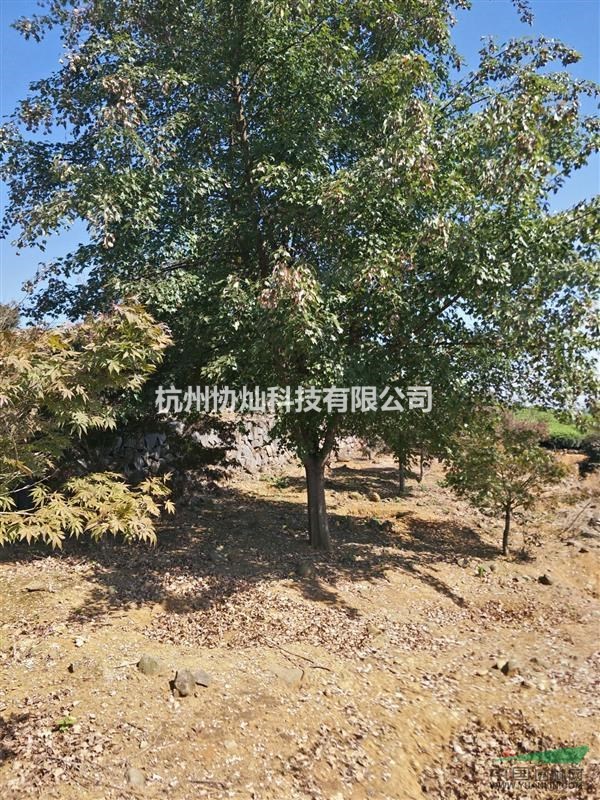 供有三角楓10公分到20公分出售