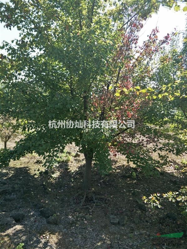 有三角枫大规格10分到20公分出售