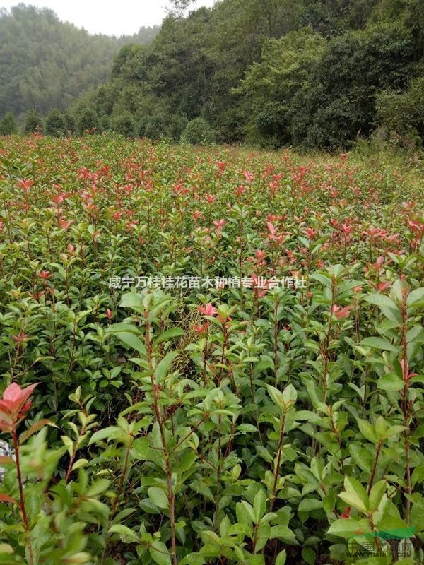 湖北紅葉石楠球，紅葉石楠小苗色塊籬笆苗