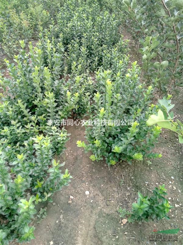 綠化苗木 冬青苗基地 冬青苗價(jià)格