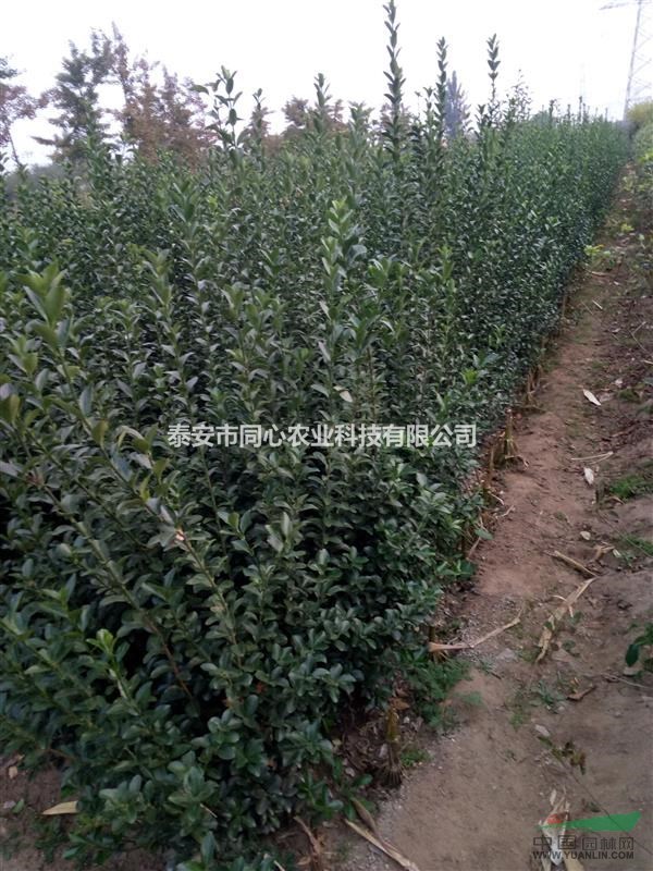 綠化苗木 冬青苗基地 冬青苗價(jià)格