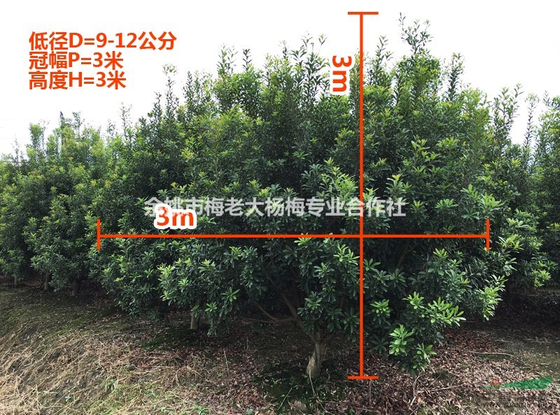 [供應(yīng)]大量供應(yīng)3米冠幅,3米高度楊梅樹1000棵