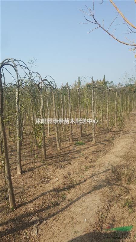 垂槐5-8公分價格，龍爪槐。量大。看苗挖苗