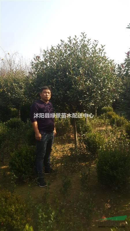 紅葉石楠苗40高度。紅葉石楠球50-300，紅葉石楠樹6公分