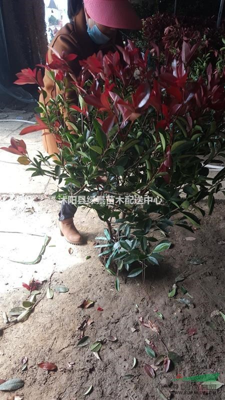 紅葉石楠苗40高度。紅葉石楠球50-300，紅葉石楠樹6公分