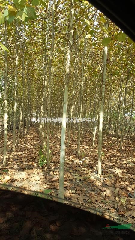 法桐3-20公分價(jià)格，法桐基地，法桐等待出售