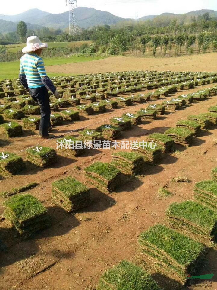 草坪一平方價格，馬尼拉，百莫大，果嶺草，沙坪草，基地直銷