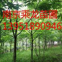 8公分七葉樹 10公分七葉樹 12公分七葉樹產(chǎn)地直銷