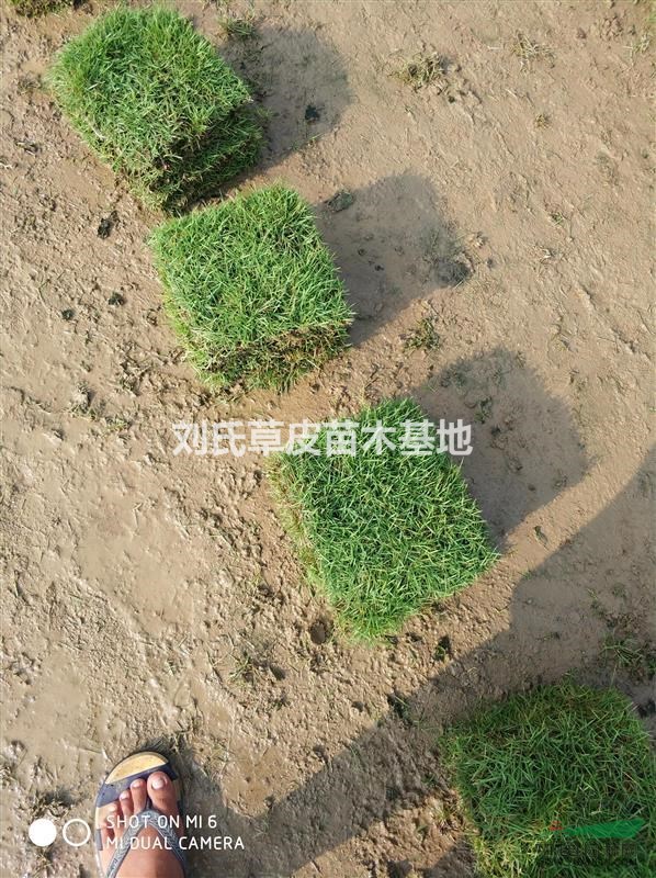 馬尼拉草坪草種植