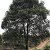 广西香樟树，10-40公分香樟树