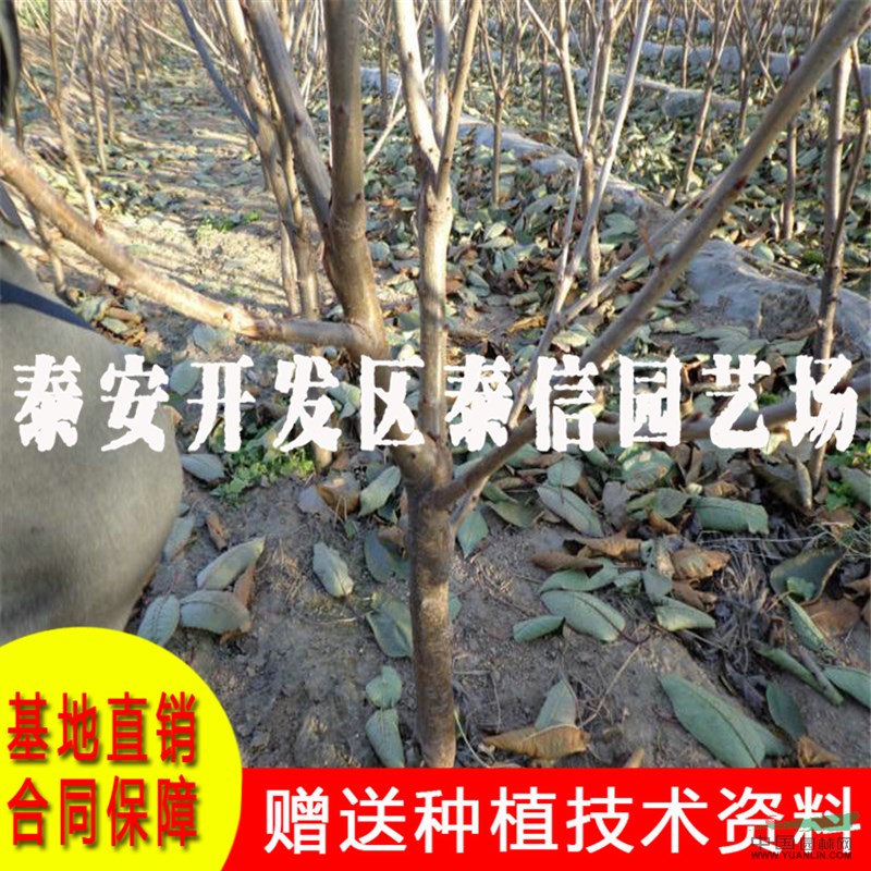 紅妃大櫻桃苗批發(fā) 紅妃大櫻桃苗價格