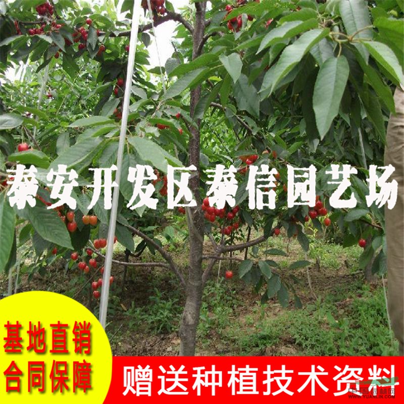 紅蜜大櫻桃樹苗基地 紅蜜大櫻桃樹苗批發(fā)