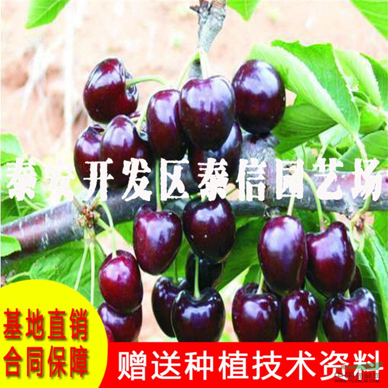 紅蜜大櫻桃樹苗基地 紅蜜大櫻桃樹苗批發(fā)