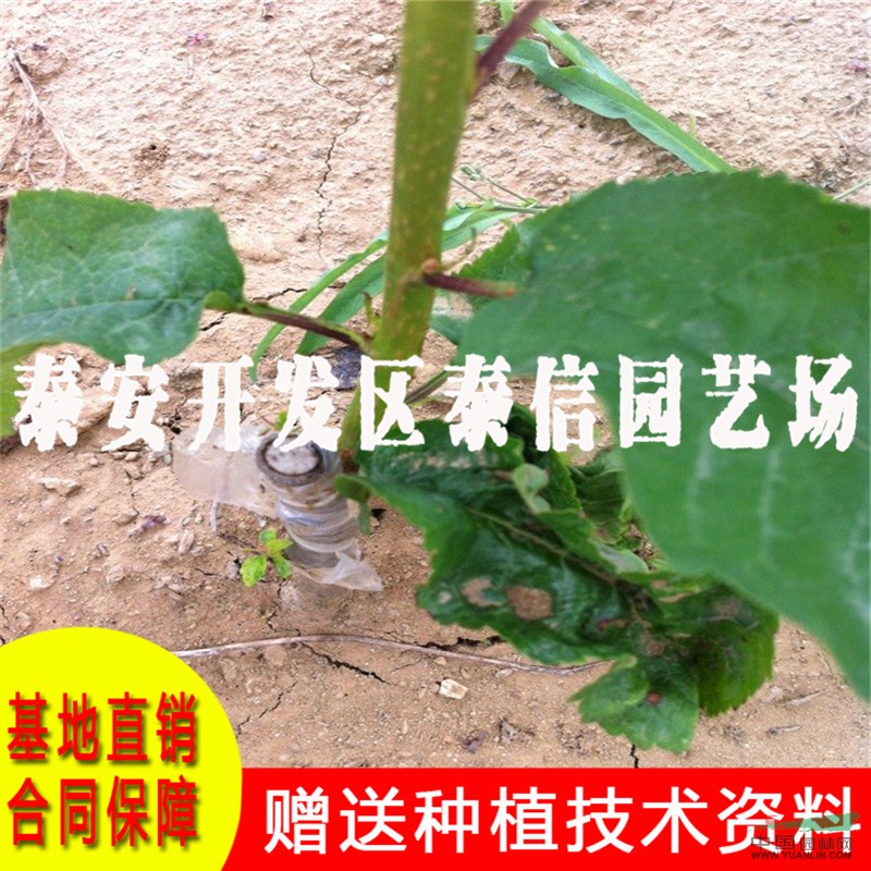 柯迪亞大櫻桃樹苗基地 柯迪亞大櫻桃樹苗價(jià)格