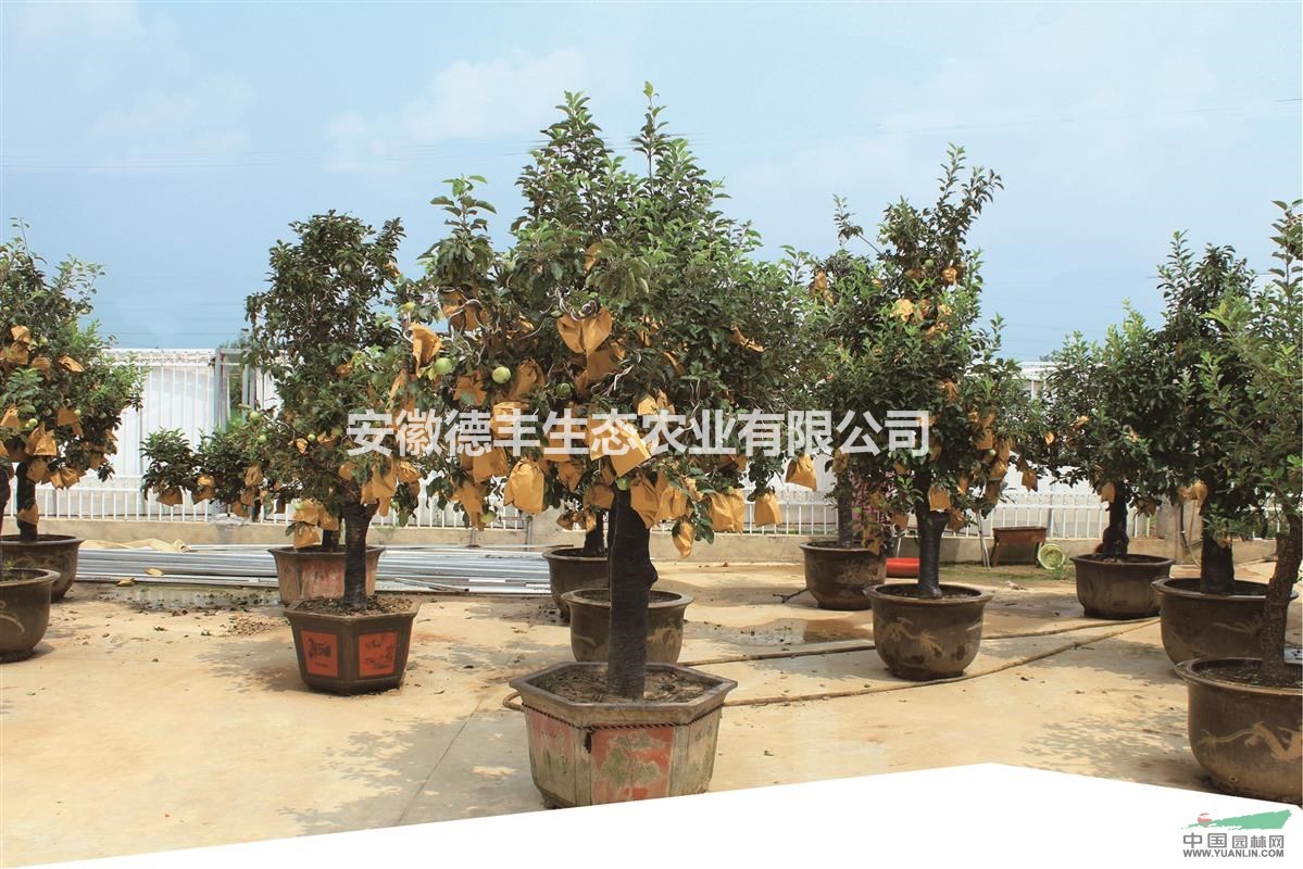 蘋果苗、各種果苗！5100畝基地直接供應(yīng)！