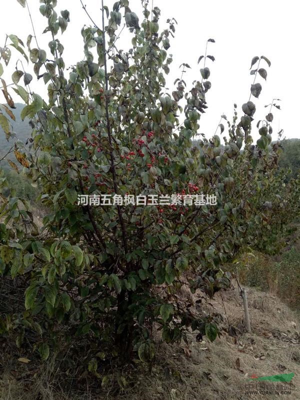 山茱萸/河南山茱萸/南陽山茱萸