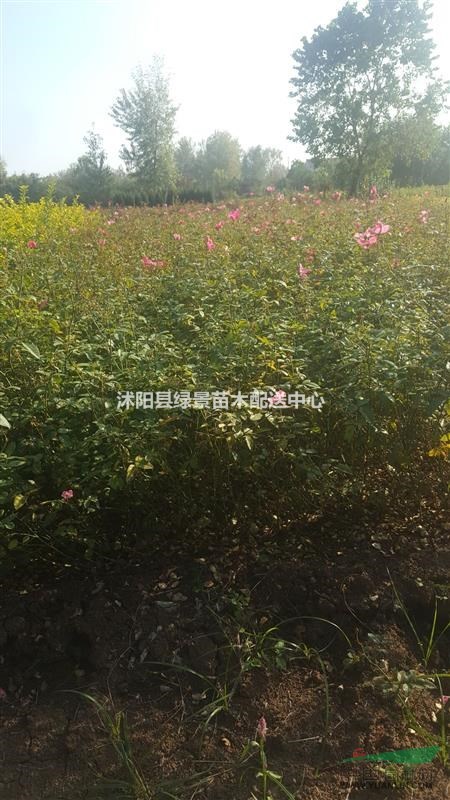 豐花月季50高度.薔薇月季。紅帽子月季。品種月季。送貨上門