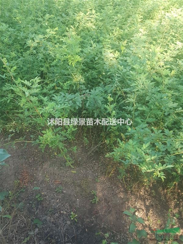 豐花月季50高度.薔薇月季。紅帽子月季。品種月季。送貨上門