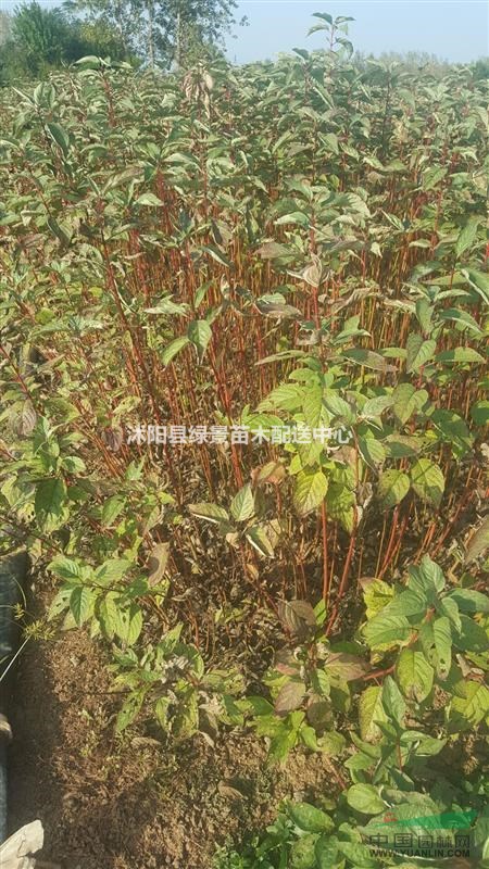 紅瑞木價(jià)格100，耐寒，西北，東北全國(guó)容易成活