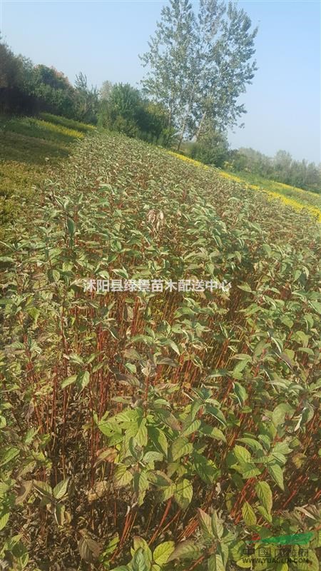 紅瑞木價(jià)格100，耐寒，西北，東北全國(guó)容易成活