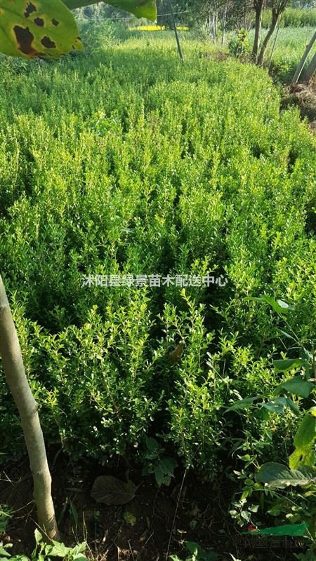 小葉黃楊40高度最新價格，單株，球，量大，等待出售