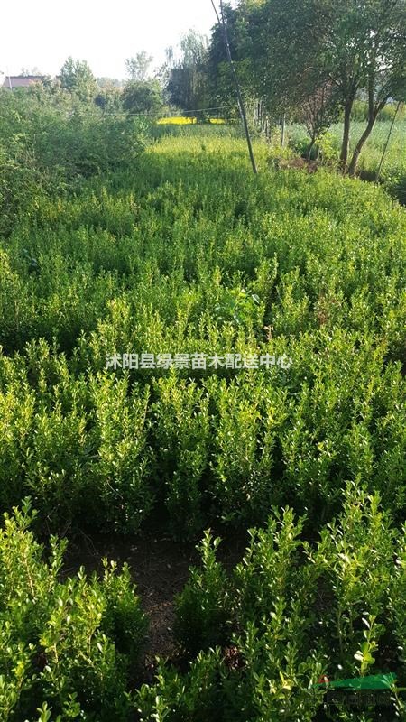小葉黃楊40高度最新價格，單株，球，量大，等待出售