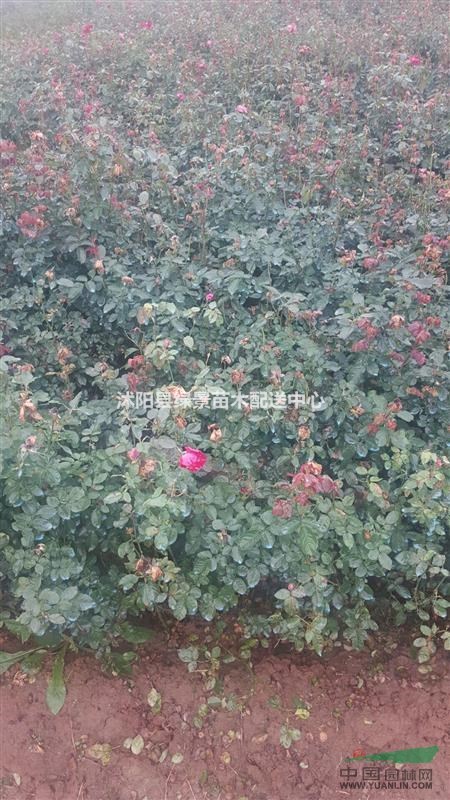 紅帽月季60高度，豐花月季，紅花薔薇月季，攀爬月季