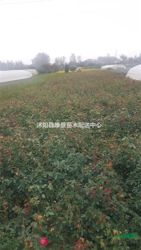 紅帽月季60高度，豐花月季，紅花薔薇月季，攀爬月季