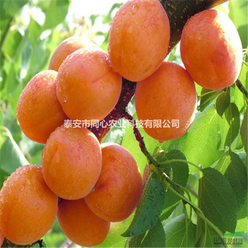 杏樹(shù)苗 山東杏樹(shù)苗價(jià)格