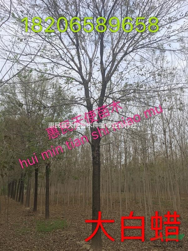 白蠟樹，惠民白蠟基地，山東白蠟基地