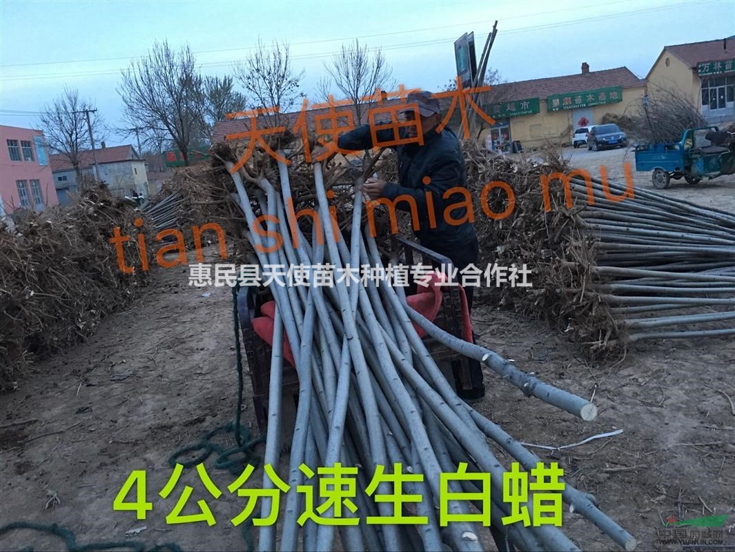 大量供應(yīng)速生白蠟，速生白蠟基地，速生白蠟低價(jià)