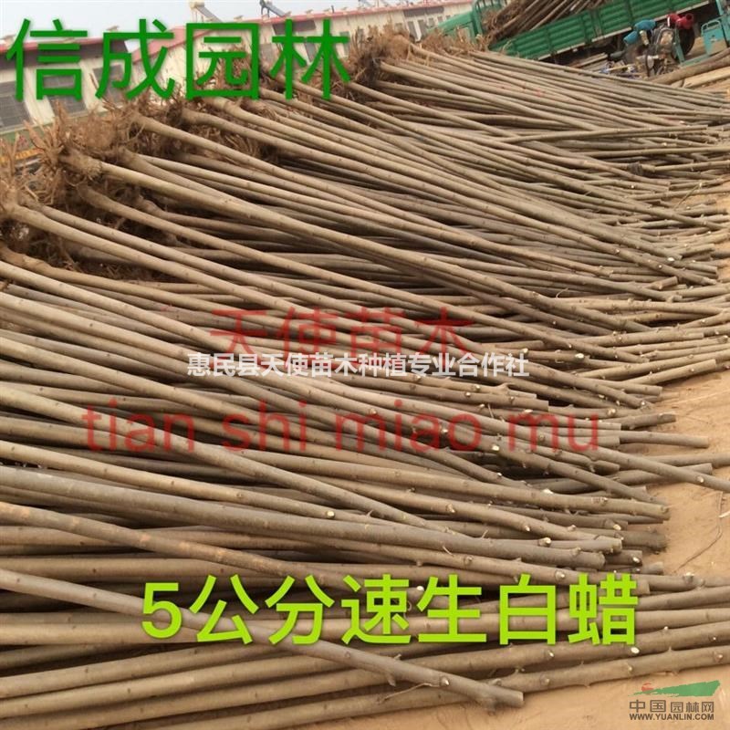 大量供應(yīng)速生白蠟，速生白蠟基地，速生白蠟低價(jià)