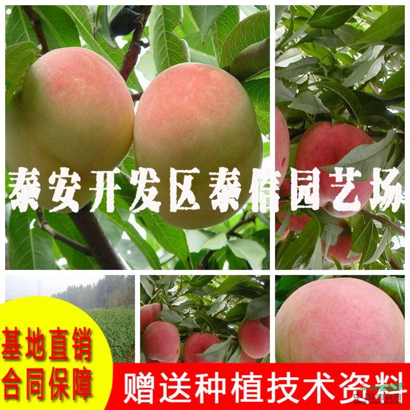 超紅株油桃樹苗價格 超紅株油桃樹苗基地