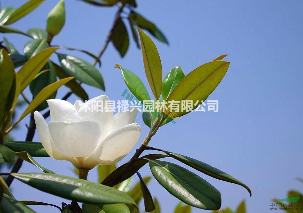 廣玉蘭圖片 種植廣玉蘭 廣玉蘭2019市場(chǎng)行情