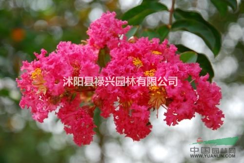 2到10公分紫薇價格 紫薇圖片 種植紫薇小苗批發(fā)