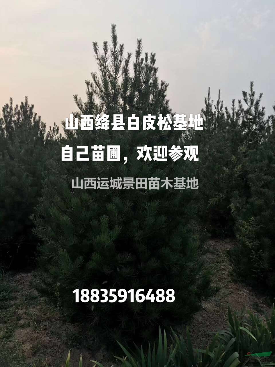 一米白皮松兩米白皮松價(jià)格·一米白皮松產(chǎn)地價(jià)格詳情