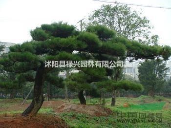 2019江蘇黑松價(jià)格、黑松基地、黑松種植、大量黑松小苗批發(fā)