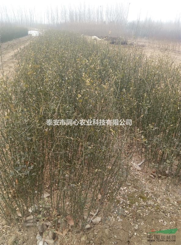 枸橘苗基地直銷 價格優(yōu)惠枸橘苗