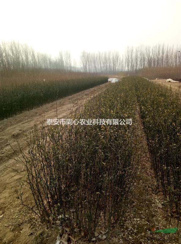 枸橘苗基地直銷 價格優(yōu)惠枸橘苗