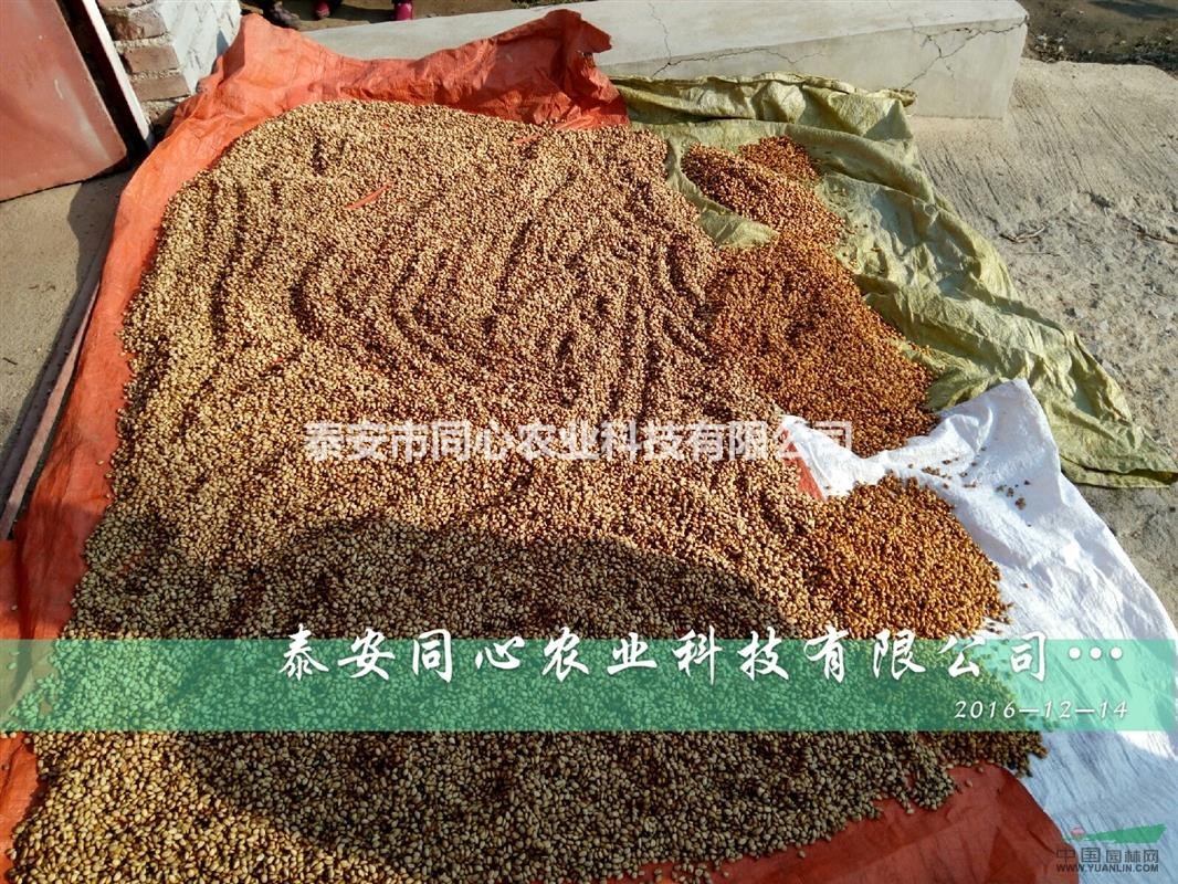山東枸橘苗價格 枸橘苗種子價格便宜