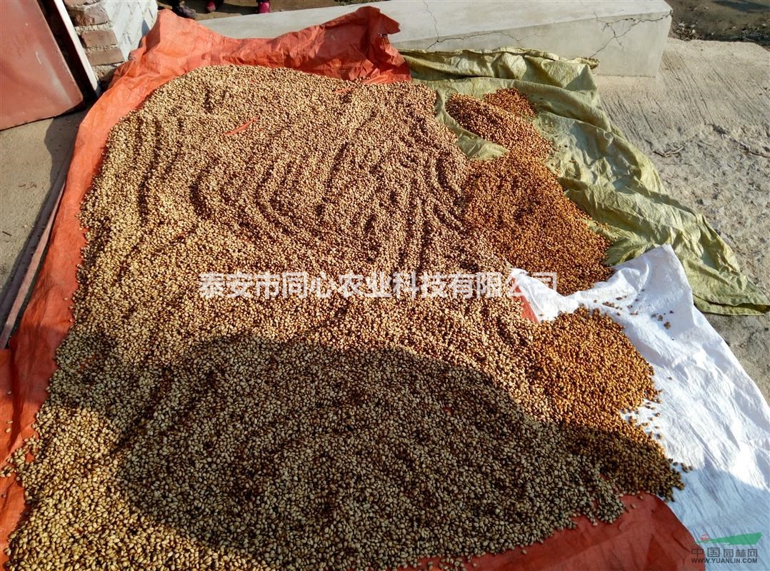 山東枸橘苗價格 枸橘苗種子價格便宜