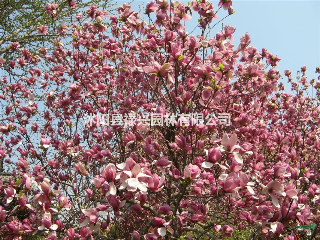 紫玉蘭2019市場行情 江蘇供應紫玉蘭、紫玉蘭價格、
