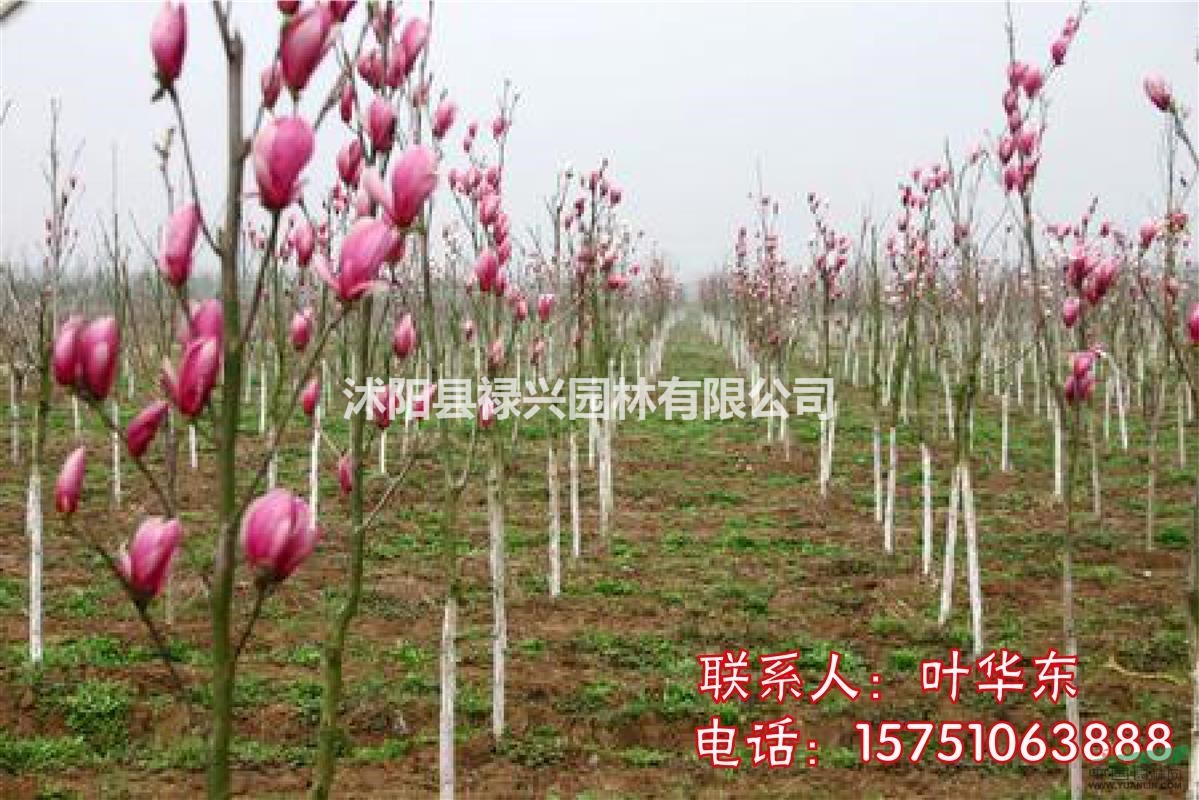 2019紫玉蘭價格行情 2到12公分紫玉蘭供應、紫玉蘭小苗、