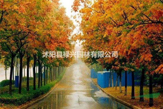 8公分欒樹價(jià)格 10公分欒樹價(jià)格 12公分欒樹價(jià)格