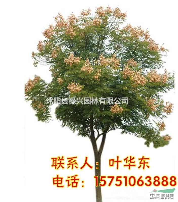 欒樹(shù)小苗批發(fā) 欒樹(shù)價(jià)格 欒樹(shù)市場(chǎng)價(jià) 江蘇欒樹(shù)