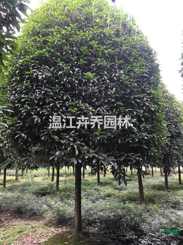 四川桂花、四川成都高桿桂花供應(yīng)